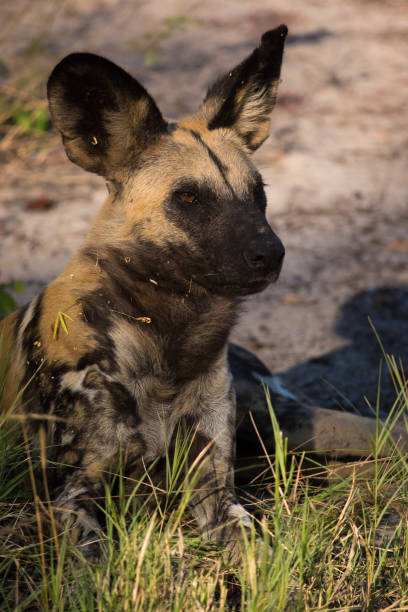 istock African wild dog lying down and looking right 1142611904