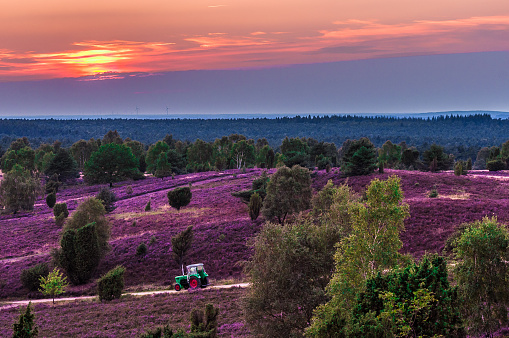 Lüneburg Heath – Heather Blossom at Wilseder Berg