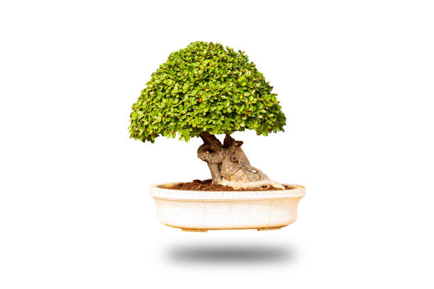 Natural tree bonsai isolated from the background