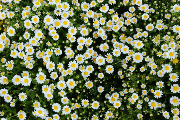 istock background of spring beautiful daisy flowers. selective focus 1142613163