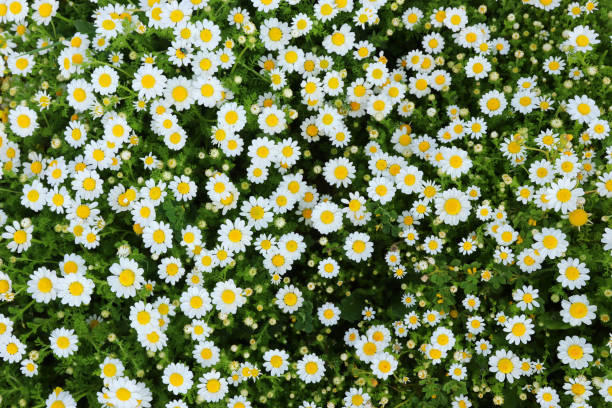istock background of spring beautiful daisy flowers. selective focus 1142613164