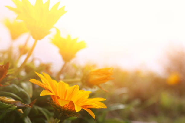 istock background of spring yellow beautiful flowers. selective focus 1142613168