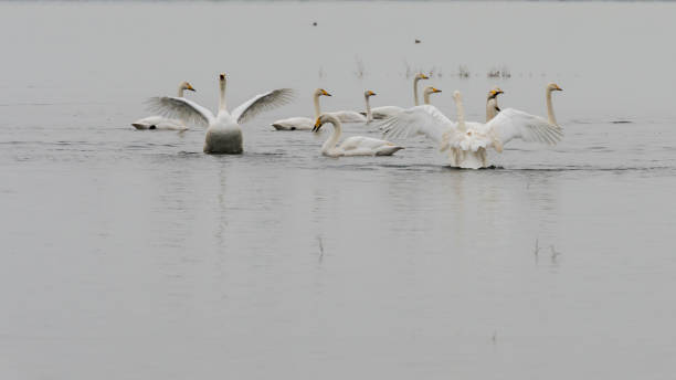 istock The white swan swimming 1142613208