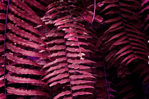 istock Ultra Violet background effect made of tropical leaves 1142613209