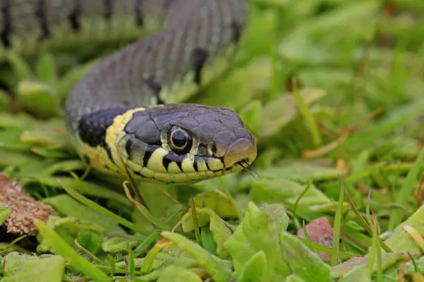 Grass Snake (Natrix natrix) close up of adult"n"nEccles-on-Sea, Norfolk              June 2010