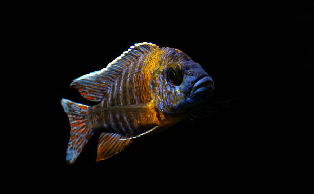 istock Aulonocara african cichlid fish 1142613360