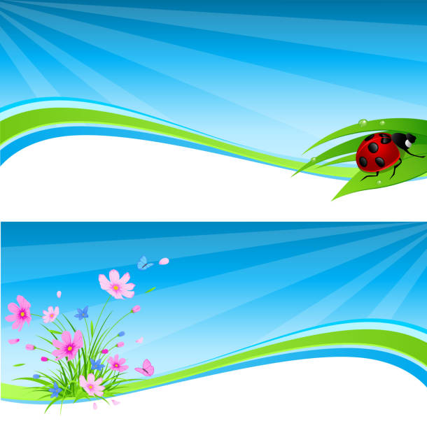 blue spring banner  seven spot ladybird stock illustrations