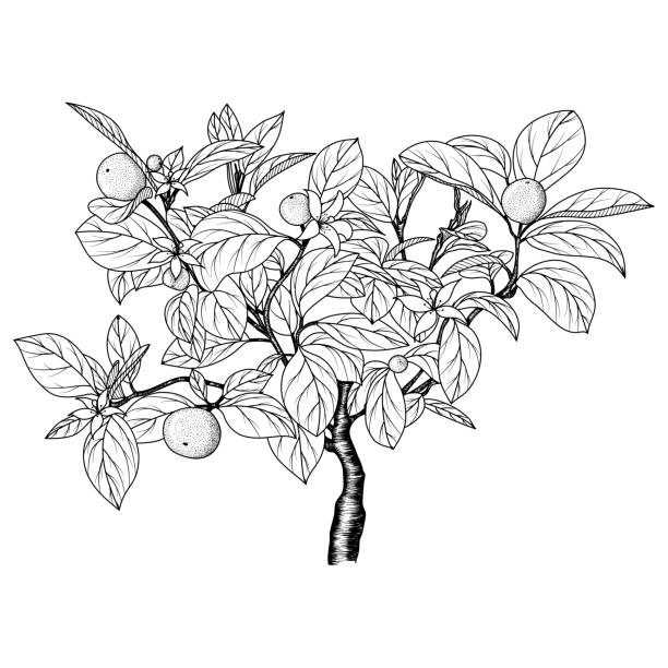 illustrazioni stock, clip art, cartoni animati e icone di tendenza di immagine disegnata a mano di un arancio. - blossom branch tree silhouette