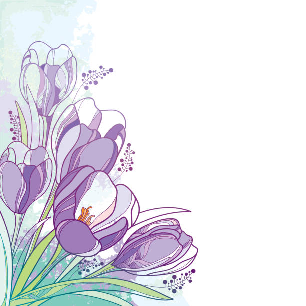 ilustrações, clipart, desenhos animados e ícones de vector o ramalhete de canto com crocus violeta do esboço ou a flor do açafrão e a folha verde no fundo pastel. - crocus violet flower purple