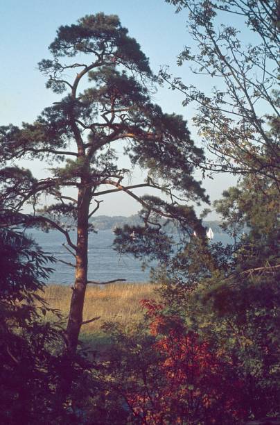istock Landscape with pine at the Berlin Wannsee 1142615585