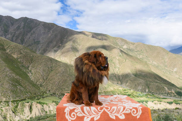갈색 머리 성인 남성 티베트 마스 티 프는 마스 티 프 가족에서 큰 티베트 개 품종 (canis 루 푸 스 팸) 테이블에 앉아 있다. - tibetan mastiff 뉴스 사진 이미지