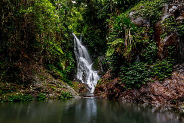 quedas de elabana-cachoeira da floresta húmida no parque nacional austrália de lamington - tropical rainforest waterfall rainforest australia - fotografias e filmes do acervo