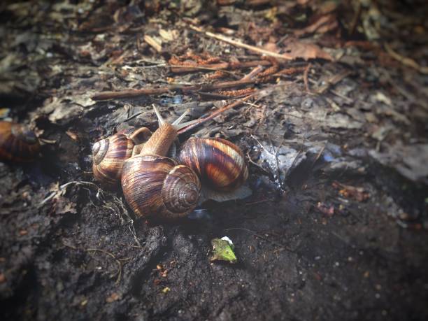 istock snails love to gather in groups, spring outside. 1142618398