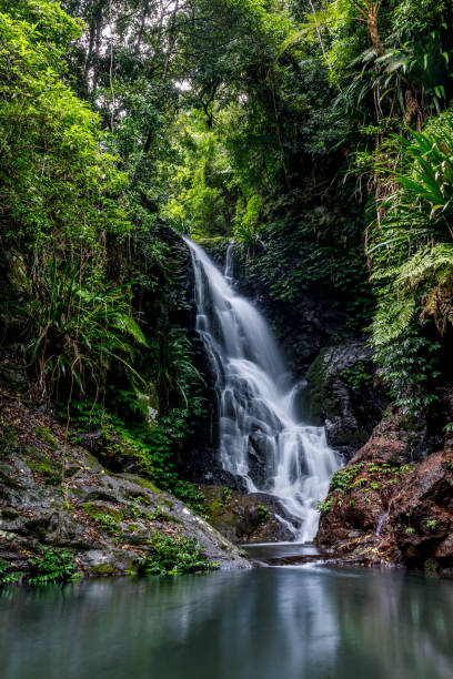 elabana falls-cascada de selva tropical en el parque nacional lamington australia - rainforest waterfall australia forest fotografías e imágenes de stock