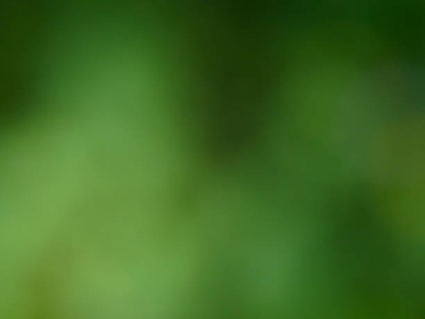 istock Blurred nature green background 1142618479