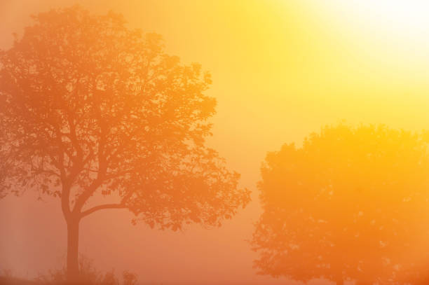 Winter by sunrise, glowing sunbeam shines on wild trees and tropical fields in summer, art shape of branches of the trees.