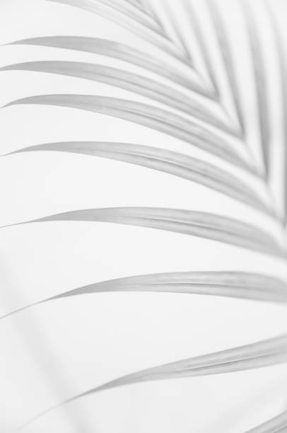 istock Black and White, palm leaves isolated on white background. 1142620513