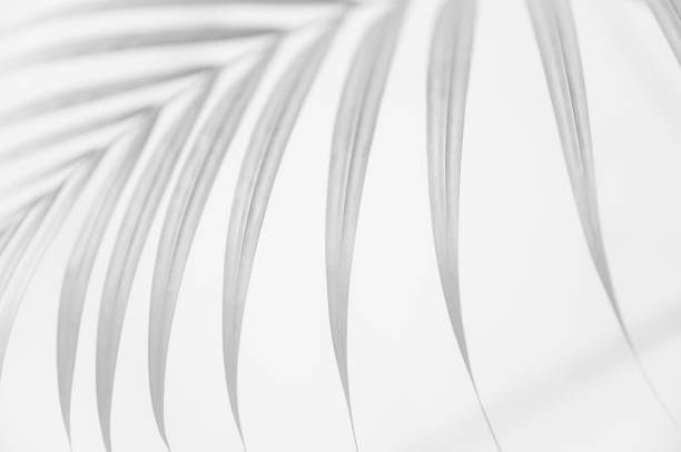 istock Black and White, palm leaves isolated on white background. 1142620523