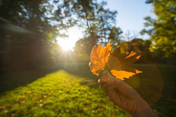 istock autumn sunset in a park 1142620942