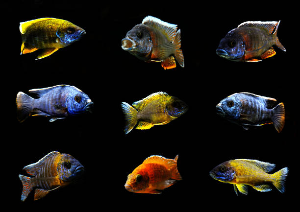 Aulonocara african cichlid fish collage colorful beautiful african cichlid peacock aulonocara fish in aquarium from lake malawi cichlid stock pictures, royalty-free photos & images