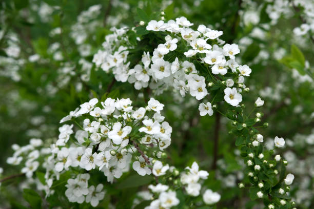 istock beautiful white flowers in early spring 1142621000