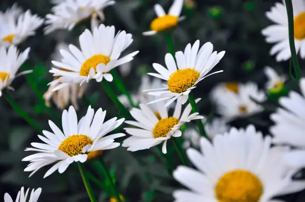 Many beautiful white with yellow daisies grow in the summer garden. Closeup