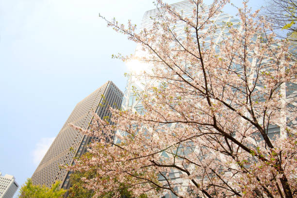 istock Cherry tree and Shinjuku tower building 1142622408