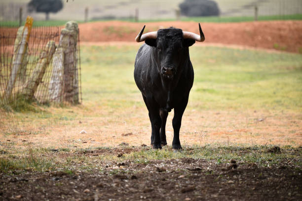 istock bull with big horns 1142623472