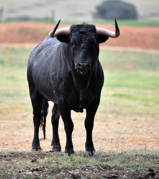 istock Spanish  bull in the green field 1142623561
