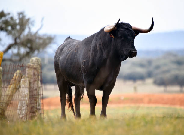 istock Spanish  bull in the green field 1142623573
