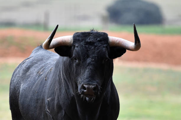 Spanish  bull in the green field
