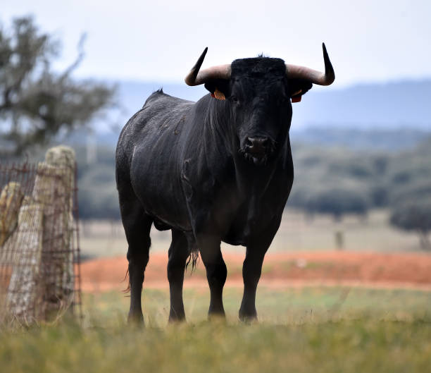 istock Spanish  bull in the green field 1142623584