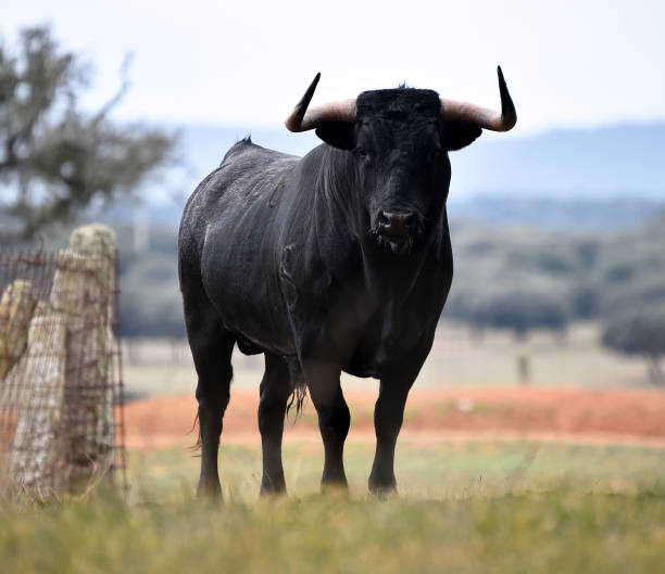 istock Spanish  bull in the green field 1142623592