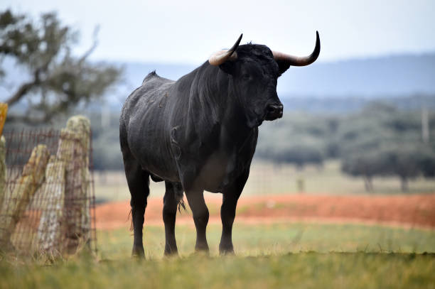 istock Spanish  bull in the green field 1142623634
