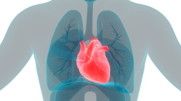 istock Human Heart Anatomy 1142623998