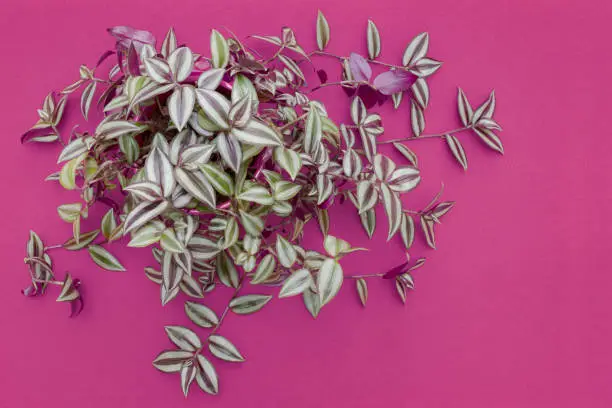top view of a wandering jew, Tradescantia zebrina, houseplant on a purple background