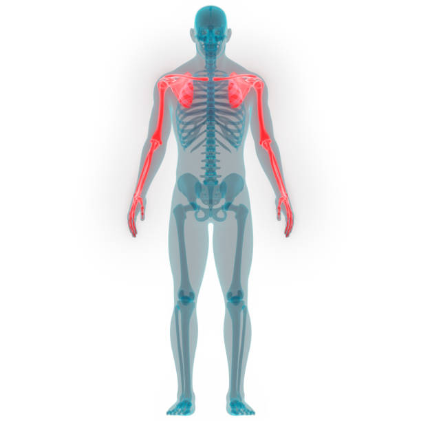 istock Human Skeleton System Upper Limbs Anatomy 1142625226