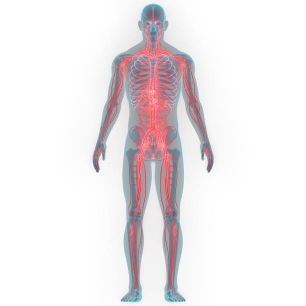 istock Human Nervous System Anatomy 1142625269