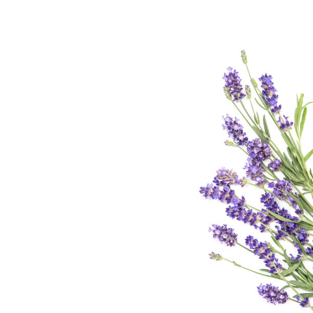 istock Lavender flowers Floral border white background 1142625399