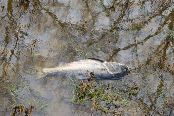 Dead bighead carp in a River Dead bighead carp in a tributary of the Elbe in Glindenberg near Magdeburg fish dead animal dead body death stock pictures, royalty-free photos & images