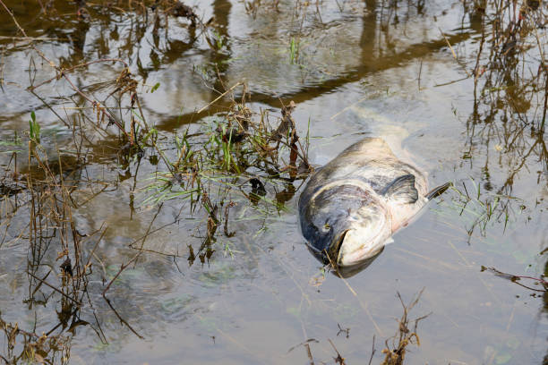 toter bighead-karpfen in einem fluss - totes tier stock-fotos und bilder