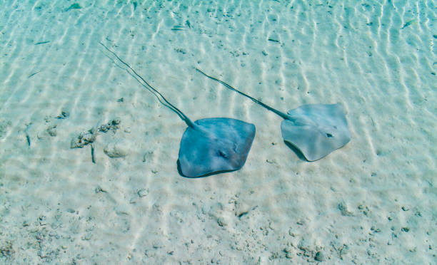 40+ Stingray Fish In Shallow Water Stock Photos, Pictures & Royalty ... Biology Diagrams