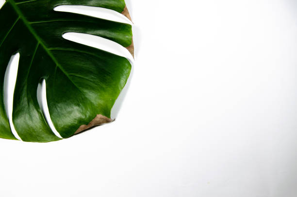 istock Monstera Liana. Big green leaf on a white background. Macro. 1142626199