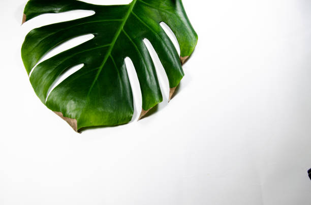 istock Monstera Liana. Big green leaf on a white background. Macro. 1142626229