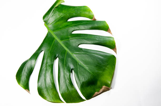 istock Monstera Liana. Big green leaf on a white background. Macro. 1142626271