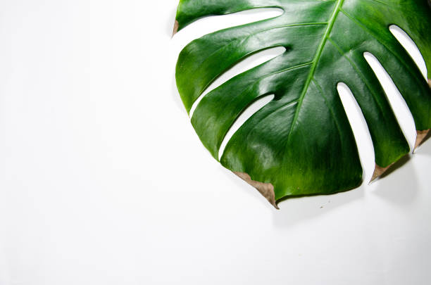 istock Monstera Liana. Big green leaf on a white background. Macro. 1142626406