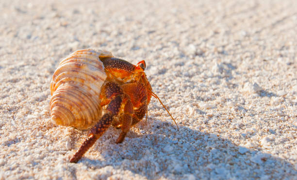 Hermit crabs Hermit crab, so called coconut crab, carrying her new house at the beach of Makemo atoll, Tuamotus archipelago, French Polynesia,France coconut crab stock pictures, royalty-free photos & images