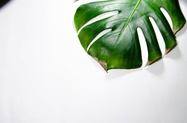 istock Monstera Liana. Big green leaf on a white background. Macro. 1142626533