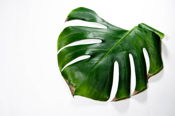 istock Monstera Liana. Big green leaf on a white background. Macro. 1142626543