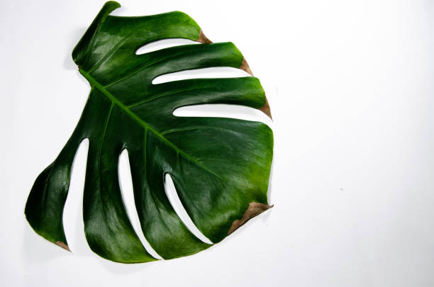 istock Monstera Liana. Big green leaf on a white background. Macro. 1142626544